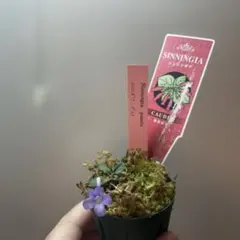 2026年最新】ホマロメナ Homalomenaの人気アイテム - メルカリ