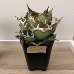 2026年最新】アガベ シーザー 子株の人気アイテム - メルカリ