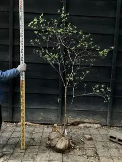 2026年最新】山採り ツツジの人気アイテム - メルカリ