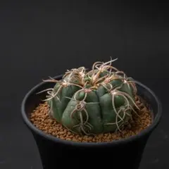 2026年最新】王冠竜の人気アイテム - メルカリ