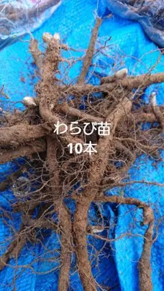 2026年最新】ワラビ 苗の人気アイテム - メルカリ