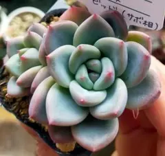 2026年最新】サボテン相談室の人気アイテム - メルカリ