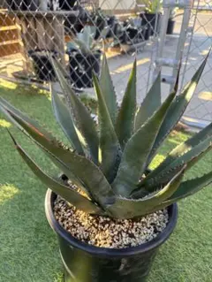 2026年最新】シャウィ アガベの人気アイテム - メルカリ