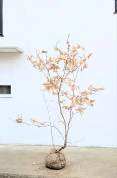 2026年最新】山採り ヤマコウバシの人気アイテム - メルカリ