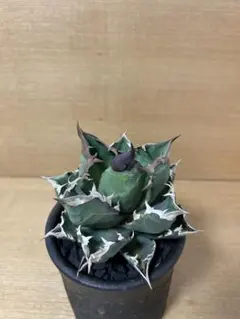 2026年最新】ホワイトファイヤーアガベの人気アイテム - メルカリ