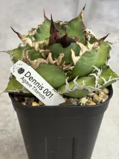 2026年最新】アガベ イラン株の人気アイテム - メルカリ