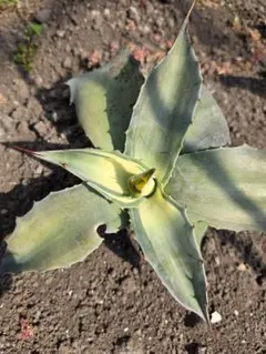 2026年最新】アウェイクニングエンジェルの人気アイテム - メルカリ