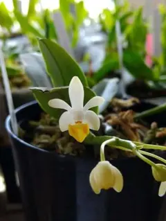 2026年最新】 ファレノプシス 原種の人気アイテム - メルカリ