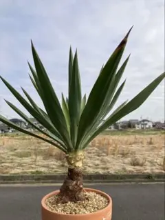 2026年最新】ユッカグロリオサの人気アイテム - メルカリ