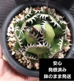 2026年最新】ホリダ 陽炎の人気アイテム - メルカリ