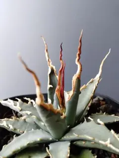 2026年最新】エボリスピナ陽炎の人気アイテム - メルカリ