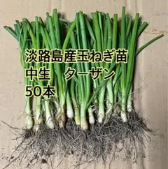 2026年最新】淡路島玉ねぎ苗の人気アイテム - メルカリ
