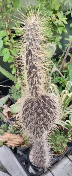 2026年最新】ガラパゲイアの人気アイテム - メルカリ