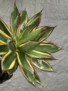 2026年最新】アガベ チタノタ ボールの人気アイテム - メルカリ