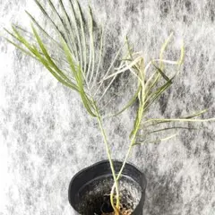 2026年最新】サイカスの人気アイテム - メルカリ