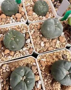 2026年最新】銀冠玉の人気アイテム - メルカリ