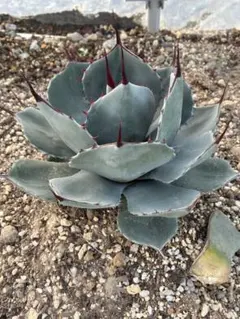 2026年最新】アガベ パリー 大株の人気アイテム - メルカリ