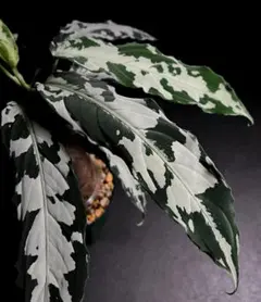 2026年最新】ピクタム アチェの人気アイテム - メルカリ