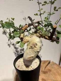 2026年最新】コミフォラの人気アイテム - メルカリ