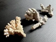 2026年最新】テーブルサンゴの人気アイテム - メルカリ