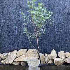 2026年最新】山採りの人気アイテム - メルカリ