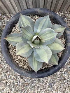 2026年最新】吉祥天錦の人気アイテム - メルカリ