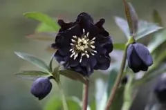 2026年最新】八咫烏 クリスマスローズの人気アイテム - メルカリ