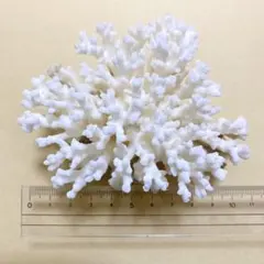 2026年最新】珊瑚 置物の人気アイテム - メルカリ