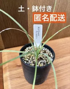 2026年最新】カリバナス フーケリーの人気アイテム - メルカリ