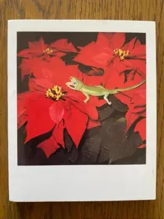 2026年最新】荒木経惟ポラロイドの人気アイテム - メルカリ