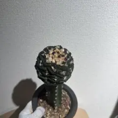 2026年最新】アリオカルプス ゴジラの人気アイテム - メルカリ