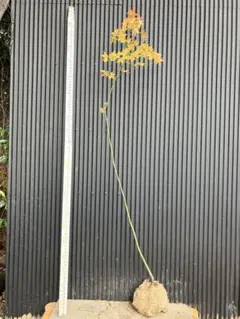 2026年最新】山採り もみじの人気アイテム - メルカリ