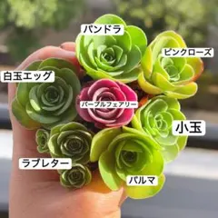 2026年最新】アエオニウムの人気アイテム - メルカリ