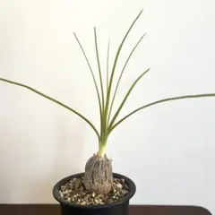 2026年最新】ボーカルネアグラキリスの人気アイテム - メルカリ