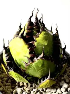 2026年最新】ホリダ 陽炎の人気アイテム - メルカリ