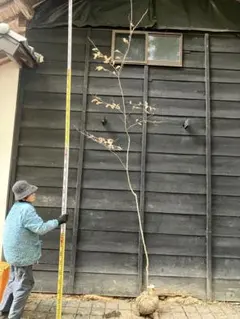 2026年最新】山採り ヤマコウバシの人気アイテム - メルカリ