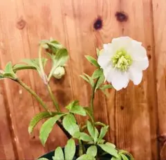 2026年最新】大木 クリスマスローズの人気アイテム - メルカリ