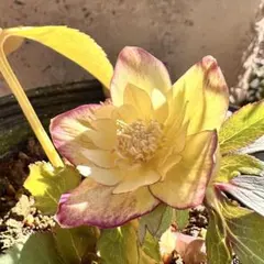 2026年最新】大木ナーサリー クリスマスローズの人気アイテム - メルカリ