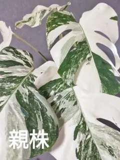 2026年最新】モンステラ ホワイトタイガー ハーフムーンの人気アイテム