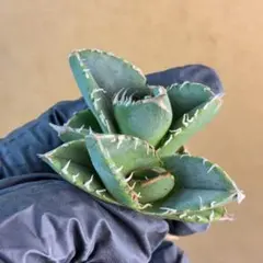 2026年最新】アガベ ブツブツの人気アイテム - メルカリ