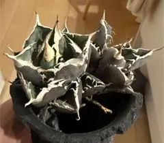 2026年最新】オアハカ 実生の人気アイテム - メルカリ