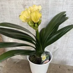 2026年最新】クンシランの人気アイテム - メルカリ