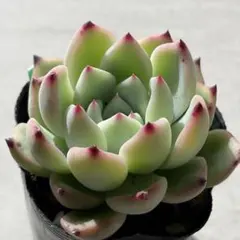 2026年最新】リンゼアナの人気アイテム - メルカリ