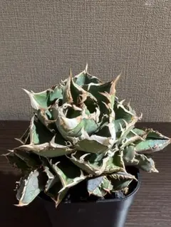 2026年最新】清櫻 子株の人気アイテム - メルカリ