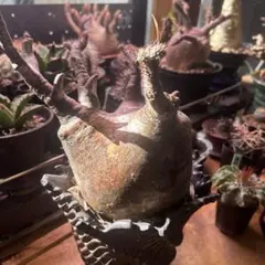 2026年最新】グラキリス 現地球の人気アイテム - メルカリ