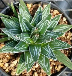 2026年最新】ロウルサンコの人気アイテム - メルカリ