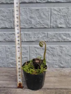 2026年最新】リュウビンタイの人気アイテム - メルカリ