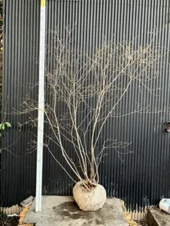 2026年最新】山採り ツツジの人気アイテム - メルカリ