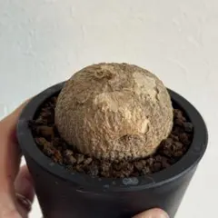 2026年最新】アデニア オバタの人気アイテム - メルカリ