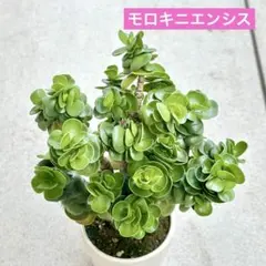 2026年最新】モロキニエンシスの人気アイテム - メルカリ